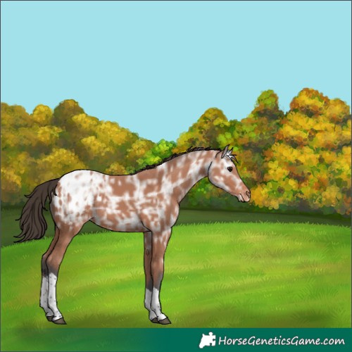 Horse Color:Bay Ice Tobiano Blanket Rabicano 