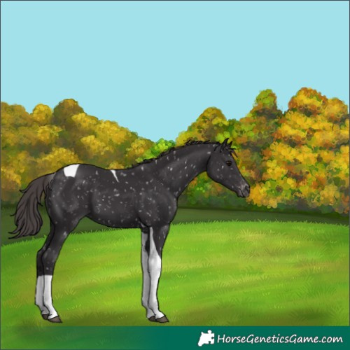 Horse Color:Smoky Black Tobiano Snowflake Varnish 