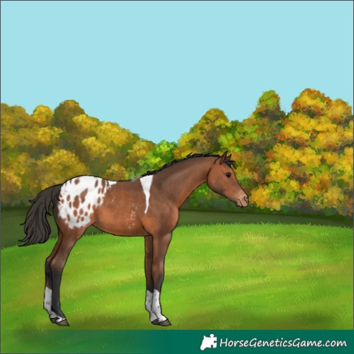 Horse Color:Bay Tobiano Blanket Rabicano 