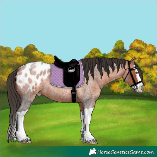 Horse Color:Bay Roan Splash Appaloosa 
