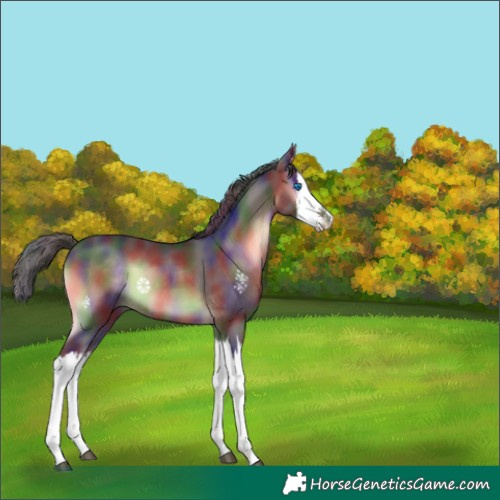 Horse Color:Nacre Brown Onyx Splash