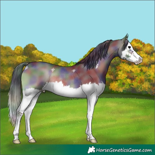 Horse Color:Nacre Blue Onyx Splash Rabicano 