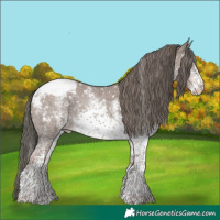 Horse Color:White Spotted Liver Red Dun Mushroom Sabino Appaloosa Rabicano Brindle 