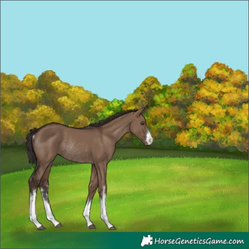 Horse Color:White Spotted Liver Red Dun Varnish Rabicano 