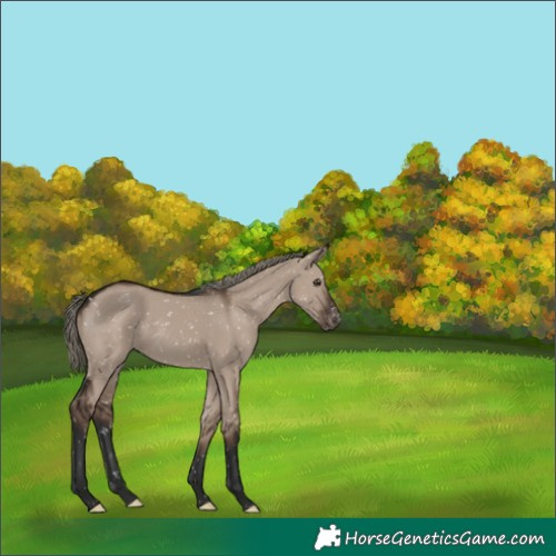 Horse Color:Liver Red Dun Mushroom Appaloosa