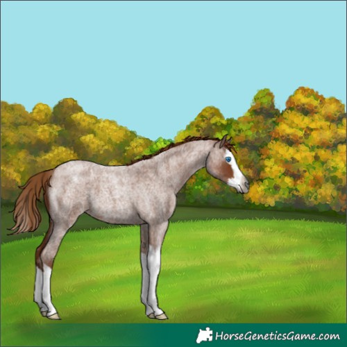 Horse Color:Gray Red Roan Splash Varnish 