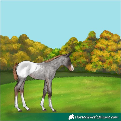 Horse Color:White Spotted Liver Red Roan Snowcap Rabicano