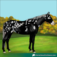 Horse Color:Plaid  White Spotted Liver Red Dun Ice Mushroom Appaloosa 
