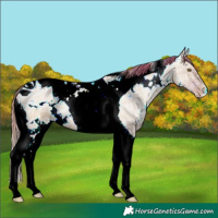 Horse Color:ERROR: UNKNOWN ANOMALY