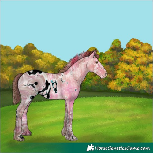Horse Color:ERROR: UNKNOWN ANOMALY