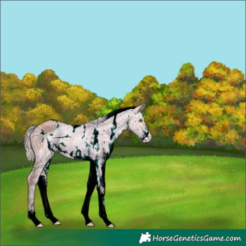 Horse Color:ERROR: UNKNOWN ANOMALY