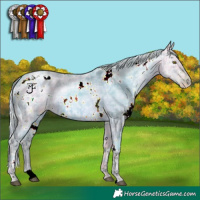 Horse Color:Watercolor Plaid White Spotted Chocolate Silver Brown Ice Pearl Dun