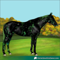 Horse Color:ERROR: UNKNOWN ANOMALY