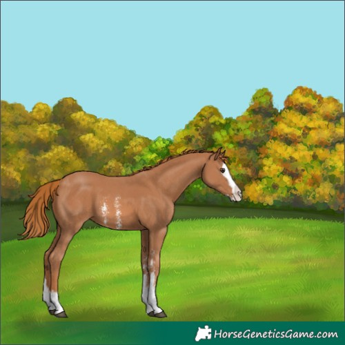 Horse Color:Chestnut Sabino Splash 
