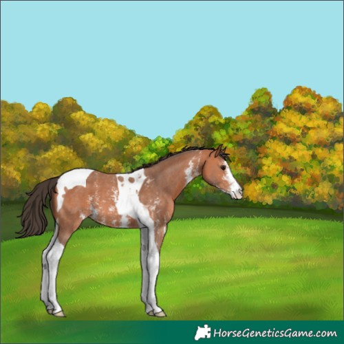 Horse Color:Bay Sabino Tobiano 