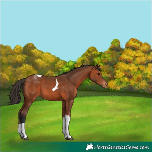 Horse Color:Bay Tobiano Varnish 