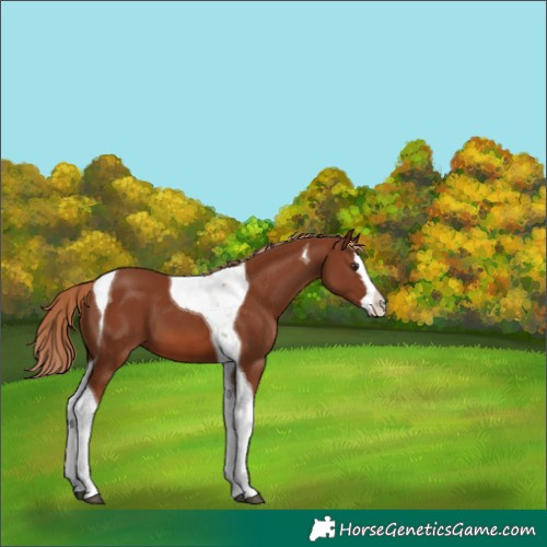 Horse Color:Chestnut Splash Tobiano 