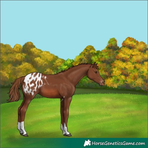 Horse Color:Chestnut Tobiano Blanket 