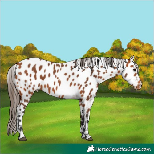 Horse Color:Bay Appaloosa 