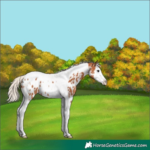 Horse Color:Silver Bay Splash Tobiano Near Leopard 