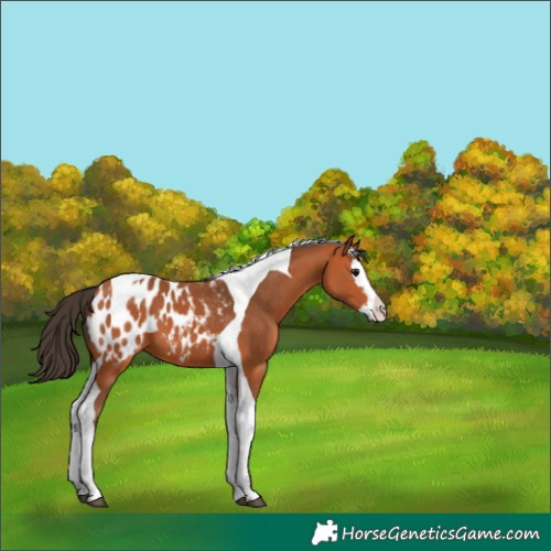 Horse Color:Bay Splash Tobiano Blanket 