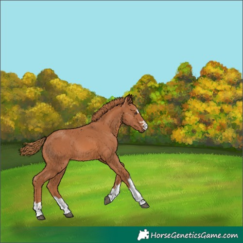 Horse Color:Chestnut 