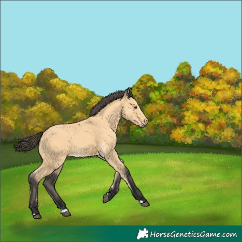 Horse Color:Buckskin 