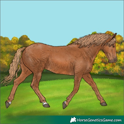 Horse Color:Chestnut 