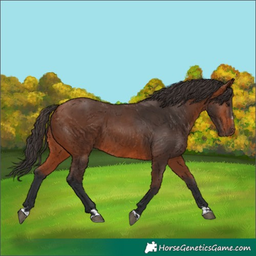 Horse Color:Bay 