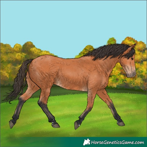 Horse Color:Bay 