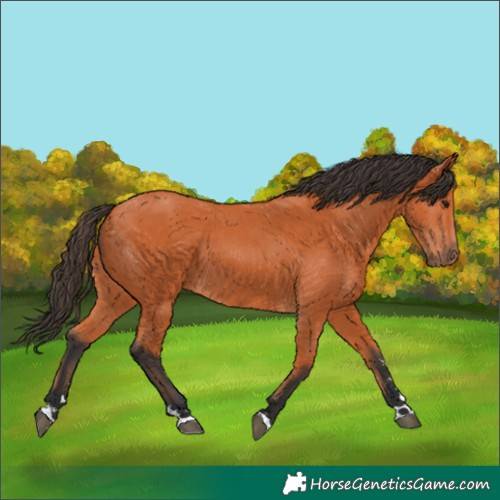 Horse Color:Bay 
