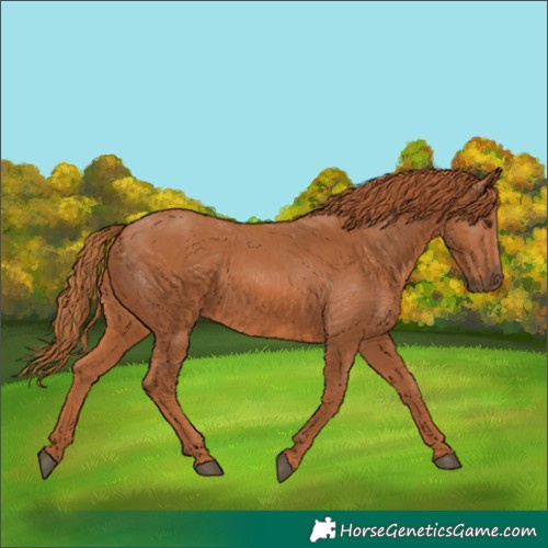 Horse Color:Chestnut 