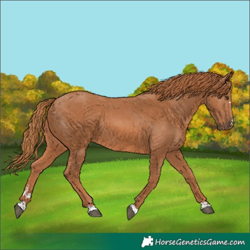 Horse Color:Chestnut 