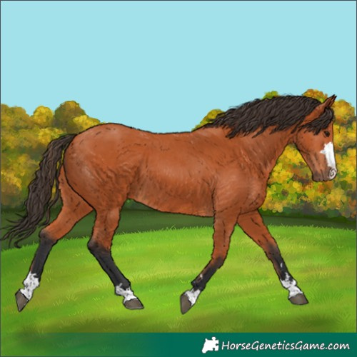 Horse Color:Bay 