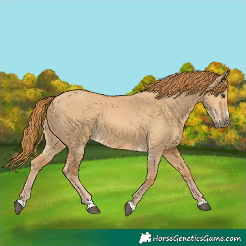 Horse Color:Red Dun 