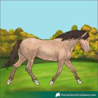 Horse Color:Amber Champagne