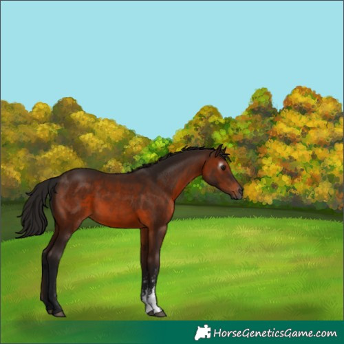 Horse Color:Gray Bay Sabino 