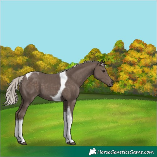 Horse Color:Silver Black Tobiano 