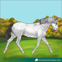 Horse Color:White Spotted Blue Roan Splash Frame Appaloosa 