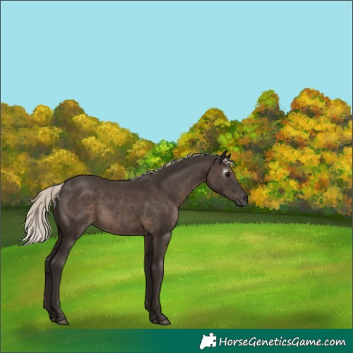 Horse Color:Gray Silver Black 
