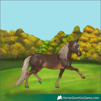 Horse Color:Gray Chocolate Palomino 