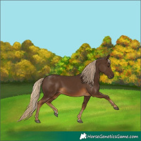 Horse Color:Gray Chocolate Palomino 