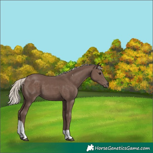 Horse Color:Silver Black Tobiano 