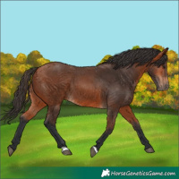 Horse Color:Bay 