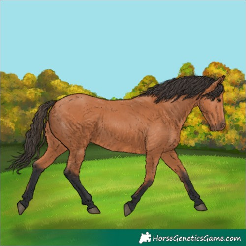 Horse Color:Bay 