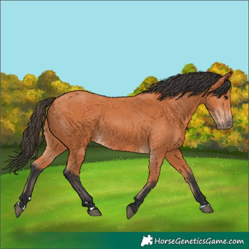 Horse Color:Bay 