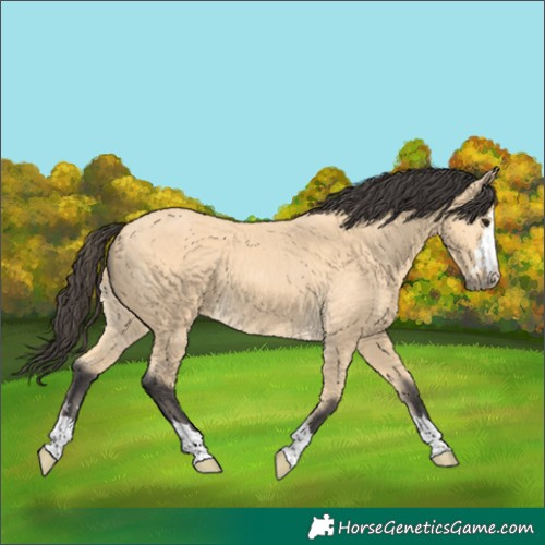 Horse Color:Buckskin 