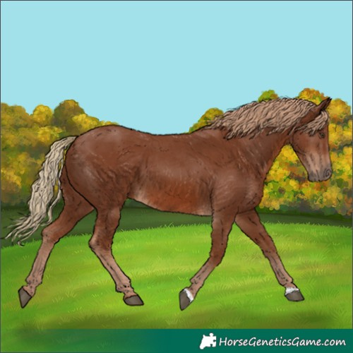 Horse Color:Chestnut 