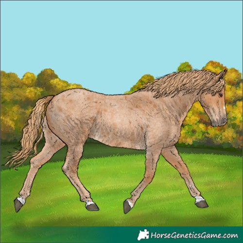 Horse Color:Red Roan 