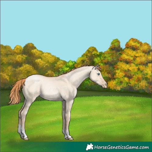 Horse Color:Smoky Grullo Pearl Tobiano 